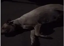 در پارک پردیسان چه خبر است؟/ داستان سَگ کشی همچنان ادامه دارد؟/ فیلـــــم