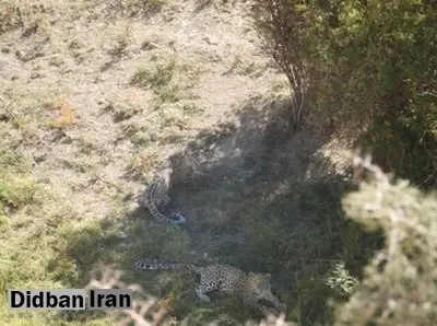 مشاهده دو قلاده پلنگ در اطراف تهران