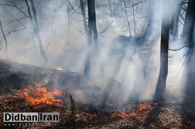 بخشی از جنگل کجور نوشهر آتش گرفت