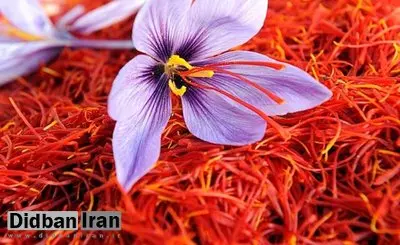 صادارت زعفران نسبت سال گذشته ۱۰ درصد کاهش یافت