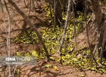 درگیر بودن ۷ استان کشور با ملخ
