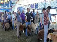 کدام کشتارگاه‌ها مجاز به ذبح دام برای عید قربان هستند؟
