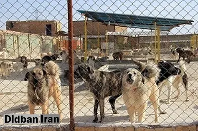 سگ سوزی به قیمت 300 میلیون تومان