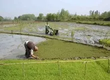 علیزاده‌شایق: واردات برنج ارز را از کشور خارج می‌کند