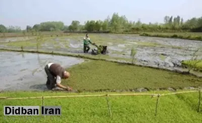 علیزاده‌شایق: واردات برنج ارز را از کشور خارج می‌کند