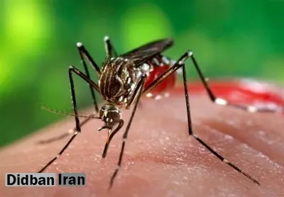 تعداد مبتلایان تب دنگی به ۱۱۰۷ نفر رسید/ مشاهده پشه آئدس در ۱۱ استان