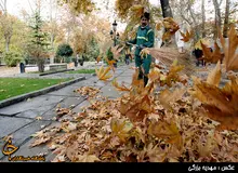 خزان زودرسِ چنارهای ولیعصر / چرا چنارهای خیابان ولیعصر در تابستان زرد شده است؟
