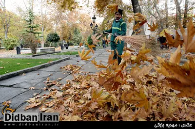 خزان زودرسِ چنارهای ولیعصر / چرا چنارهای خیابان ولیعصر در تابستان زرد شده است؟
