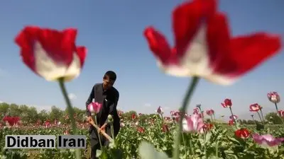 میزان درآمد کشاورزان افغانستانی بابت کشت تریاک، به یکباره ۳ برابر شده