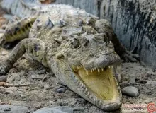 «گاندو» دست یک کودک را کَند
