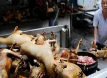 بازگشایی مجدد بازار خفاش و سگ در چین!