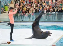 حاشیه های مرگ دلفین تهران/ دلفیناریوم برج میلاد دامپزشک نداشت !