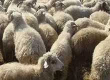 بلایی که برف یک‌متری کالپوش سر گوسفندان آورد