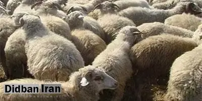 بلایی که برف یک‌متری کالپوش سر گوسفندان آورد