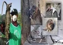 موش‌های آدم‌خوار در انتظار زلزله‌زدگان تهرانی!