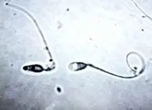 آزمایش جنجالی ناسا:  بررسی امکان تولیدمثل انسان در فضا با اسپرم گاو وحشی
