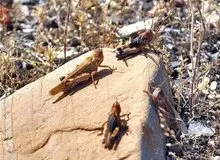 احتمال هجوم جدید ملخ‌ها به کشور