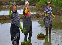 تب شالیزار دوباره پا گرفت