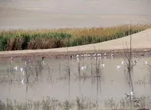 گزارش آنفلوانزای فوق حاد در پرندگان مهاجر گیلان منفی است

