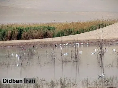 گزارش آنفلوانزای فوق حاد در پرندگان مهاجر گیلان منفی است

