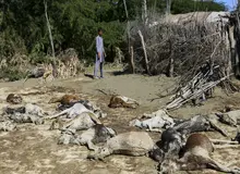 علت تلف شدن دام ها در جنوب سیستان و بلوچستان چیست؟