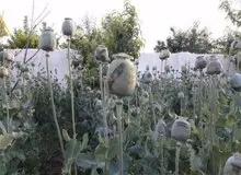 مزرعه خشخاشی که در مشهد لو رفت؟