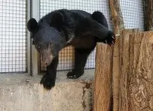 توله خرس گم شده پارک پردیسان پس از ۵ روز پیدا نشد/ردپای خرس در روزهای نخست گم شدن آن، پیدا شده بود؛ اما الان نمی دانیم کجاست