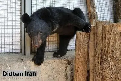 توله خرس گم شده پارک پردیسان پس از ۵ روز پیدا نشد/ردپای خرس در روزهای نخست گم شدن آن، پیدا شده بود؛ اما الان نمی دانیم کجاست
