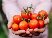 خواص گوجه فرنگی؛ از کنترل دیابت و محافظت از قلب تا کاهش فشار خون