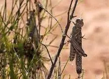 
ورود ملخ های صحرایی به کشور طی ۲ هفته آینده
