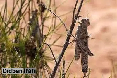 ورود ملخ های صحرایی به کشور طی ۲ هفته آینده