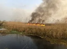 آخرین خبر از آتش سوزی در تالاب انزلی