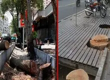 محیط زیست در پایتخت و بحرانی به نام هویت