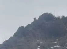 ثبت تصویر یک پلنگ ایرانی در پناهگاه حیات وحش «کاوه ده» فیروزکوه