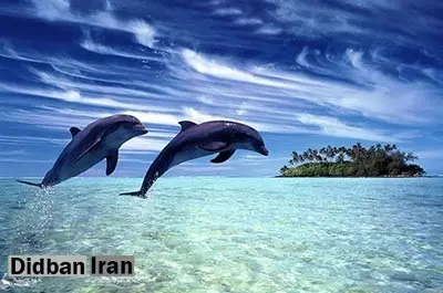 دلفین‌ها از دوستی باهم سود می‌برند