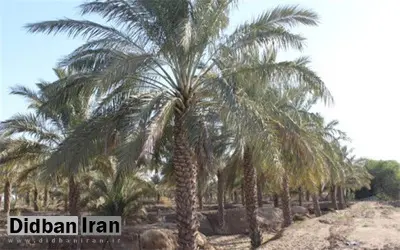 تایید نابودی نخلهای خوزستان /از بین رفتن حق آبه تالاب شادگان و شوری آب به خاطر سد سازی و کشت نیشکر عامل خشکی نخل ها