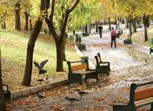 چرا کلاغ در تهران زیاد شده؟