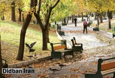 چرا کلاغ در تهران زیاد شده؟