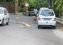 بعدازظهر سگی دارآباد/ گوش ناشنوای شهرداری صدای اهالی را درآورد