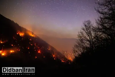  نایب رییس انجمن جنگلبانی: حدود ۲۰ درصد از درختان جنگل‌های الیت آسیب دیده‌اند