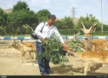 گوشت گوزن برای لاکچری ها /هر کیلو گوشت گوزن در ایران حداقل ١٥٠ تا ٢٠٠‌ هزار تومان قیمت دارد 