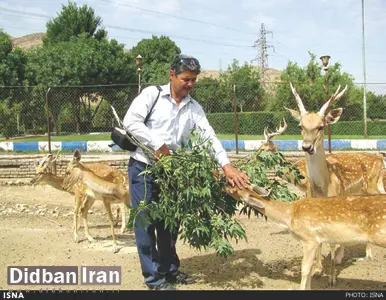 گوشت گوزن برای لاکچری ها /هر کیلو گوشت گوزن در ایران حداقل ١٥٠ تا ٢٠٠ هزار تومان قیمت دارد
