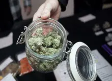 ۲۰ تا ۳۰ درصد دانشجویان علاقه مند به مصرف مواد مخدر هستند / مصرف ماده گل در میان دانشجویان چشمگیرشده است