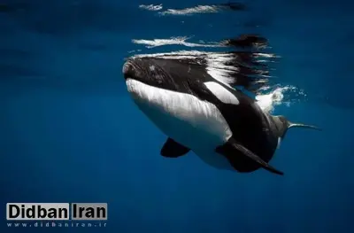 مطالعه جدید برای اولین بار نشان داد: تعارف غذا به انسانها توسط نهنگهای قاتل