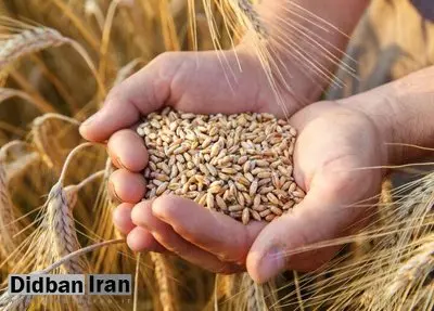  قیمت جدید گندم اعلام شد
