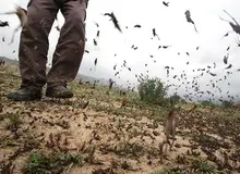 آغاز موج دوم حمله ملخ‌های صحرایی به کرمان
