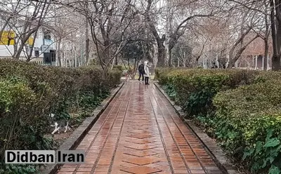 بارش پراکنده در تهران تا یکشنبه؛ ارتفاعات یخبندان می‌شود