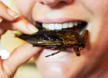 خوردن ملخ چه حکمی دارد؟ +نظر مراجع تقلید