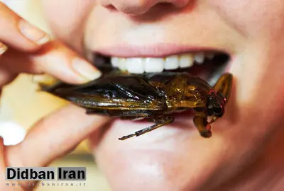 خوردن ملخ چه حکمی دارد؟ +نظر مراجع تقلید