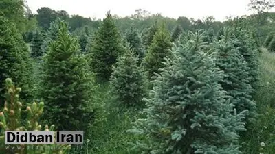 کشف طلا در برگهای درختان شمال اروپا/ کوهی از طلا در زیر جنگلها پنهان شده است؟
